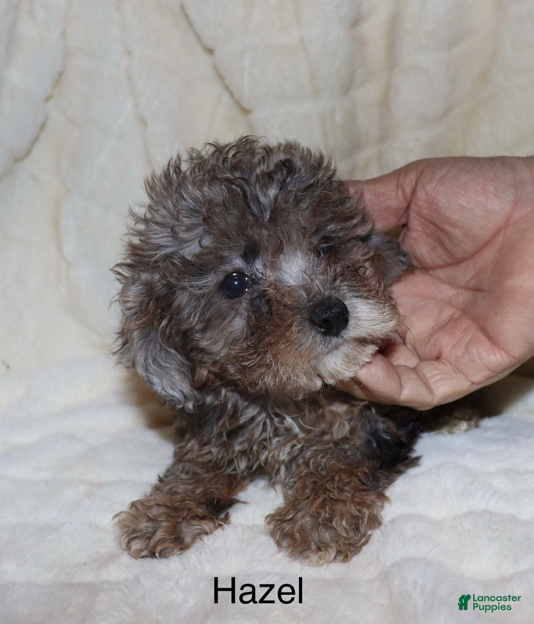 Toy Poodle dogs for sale: Hazel  - Ad 2