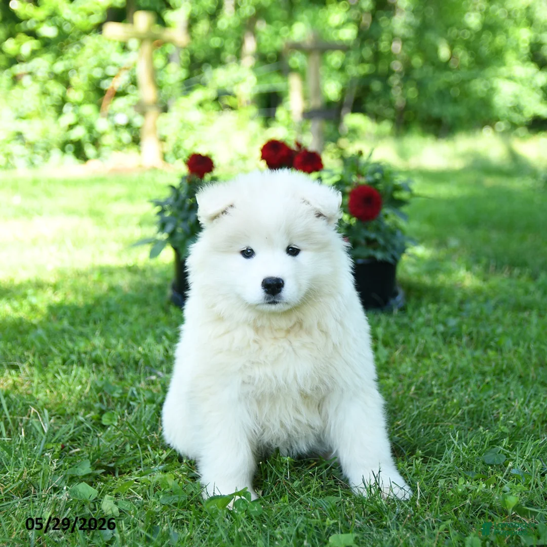 Samoyed dogs for sale: Cloud - Ad 2