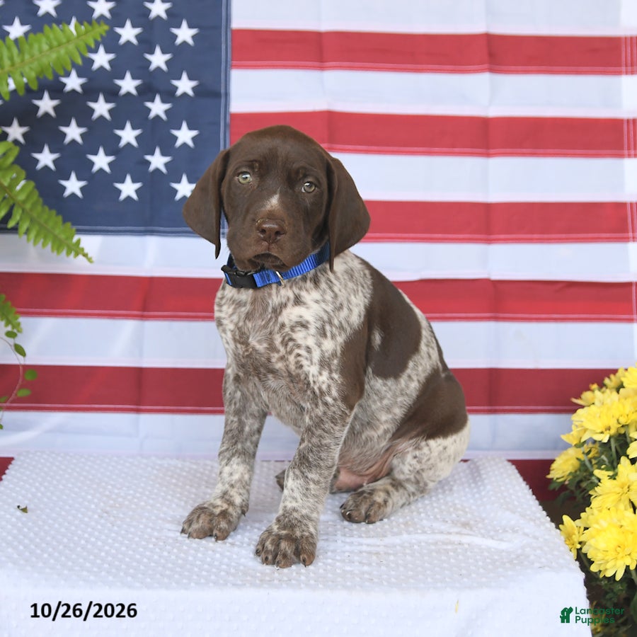 German Shorthaired Pointer dogs for sale: Texas - Ad 1
