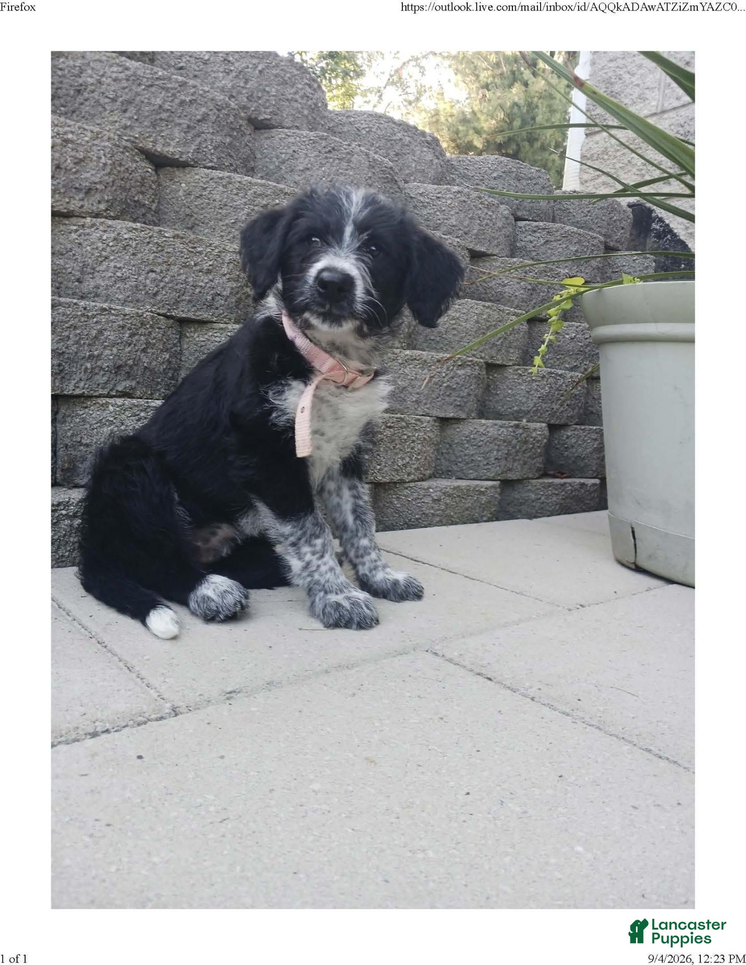 Mixed Breed dogs Spottie - Ad 2