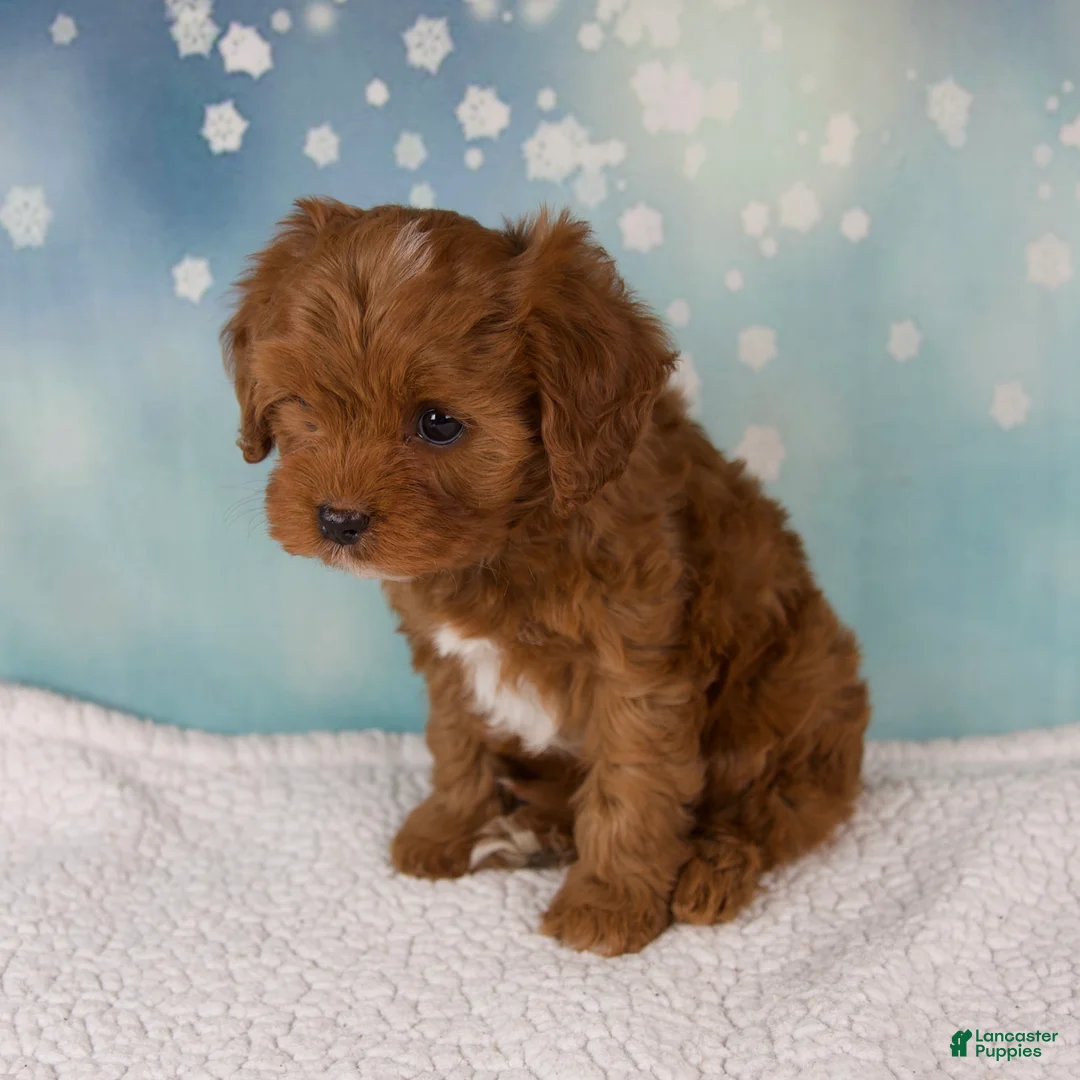 Cavapoo dogs for sale: Echo - Ad 5