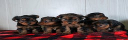 Yorkshire Terrier dogs for sale: CODY - Ad 26