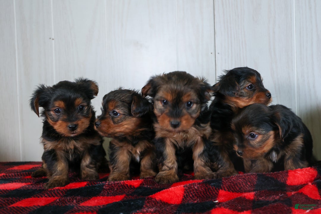 Yorkshire Terrier dogs for sale: CODY - Ad 26