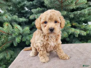 Mini Bernedoodle dogs Liam - Ad 35