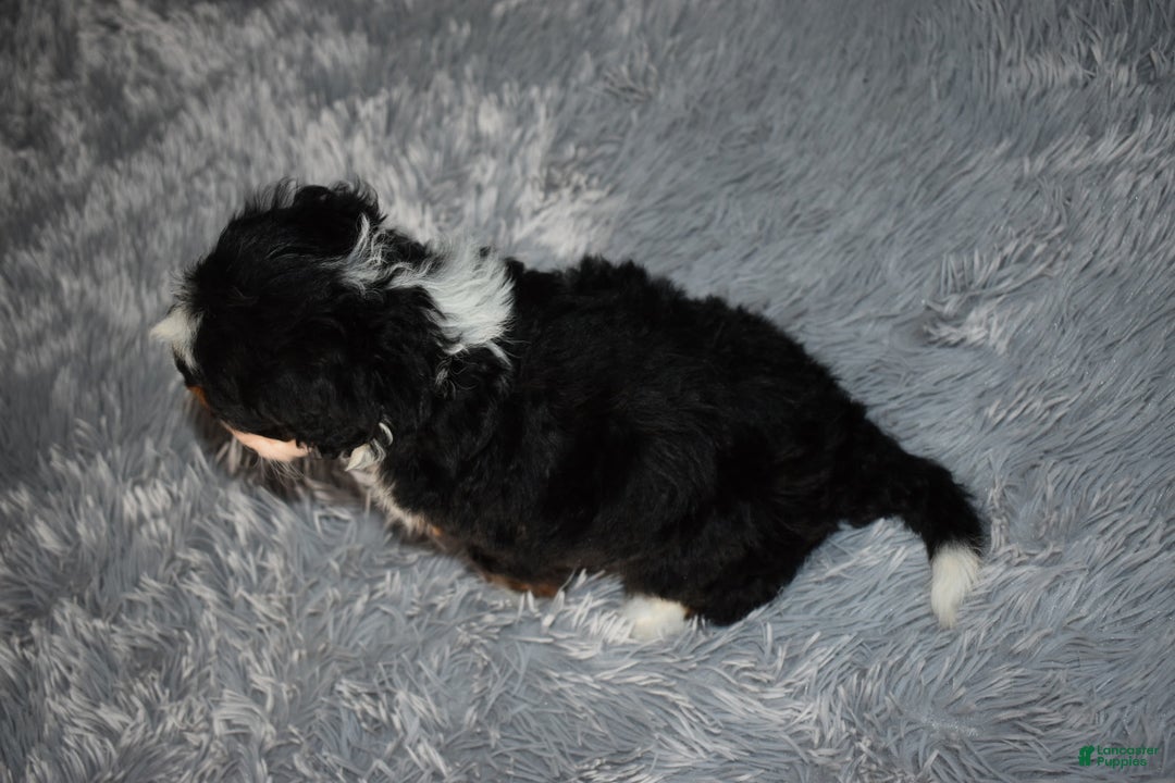 Mini Bernedoodle dogs for sale: Hayley - Ad 6
