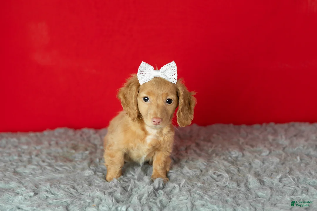 Miniature Dachshund dogs for sale: Olivia  - Ad 2