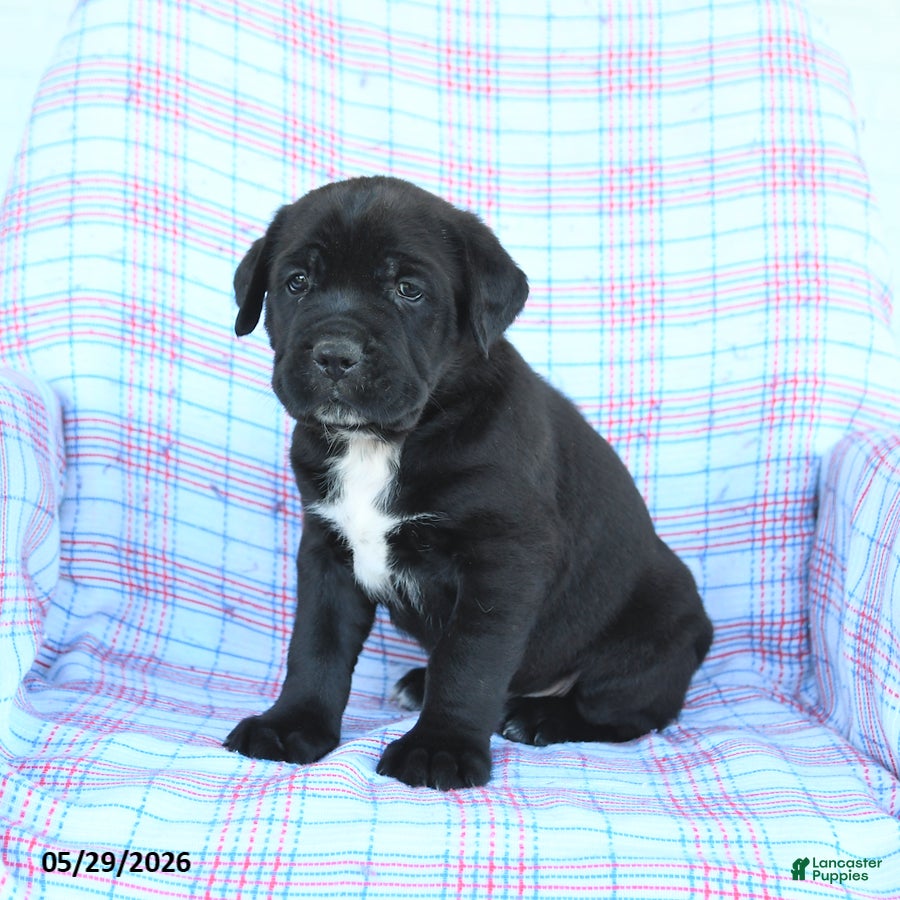 Cane Corso dogs Stanley - Ad 2