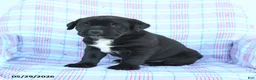 Cane Corso dogs for sale: Stanley - Ad 2