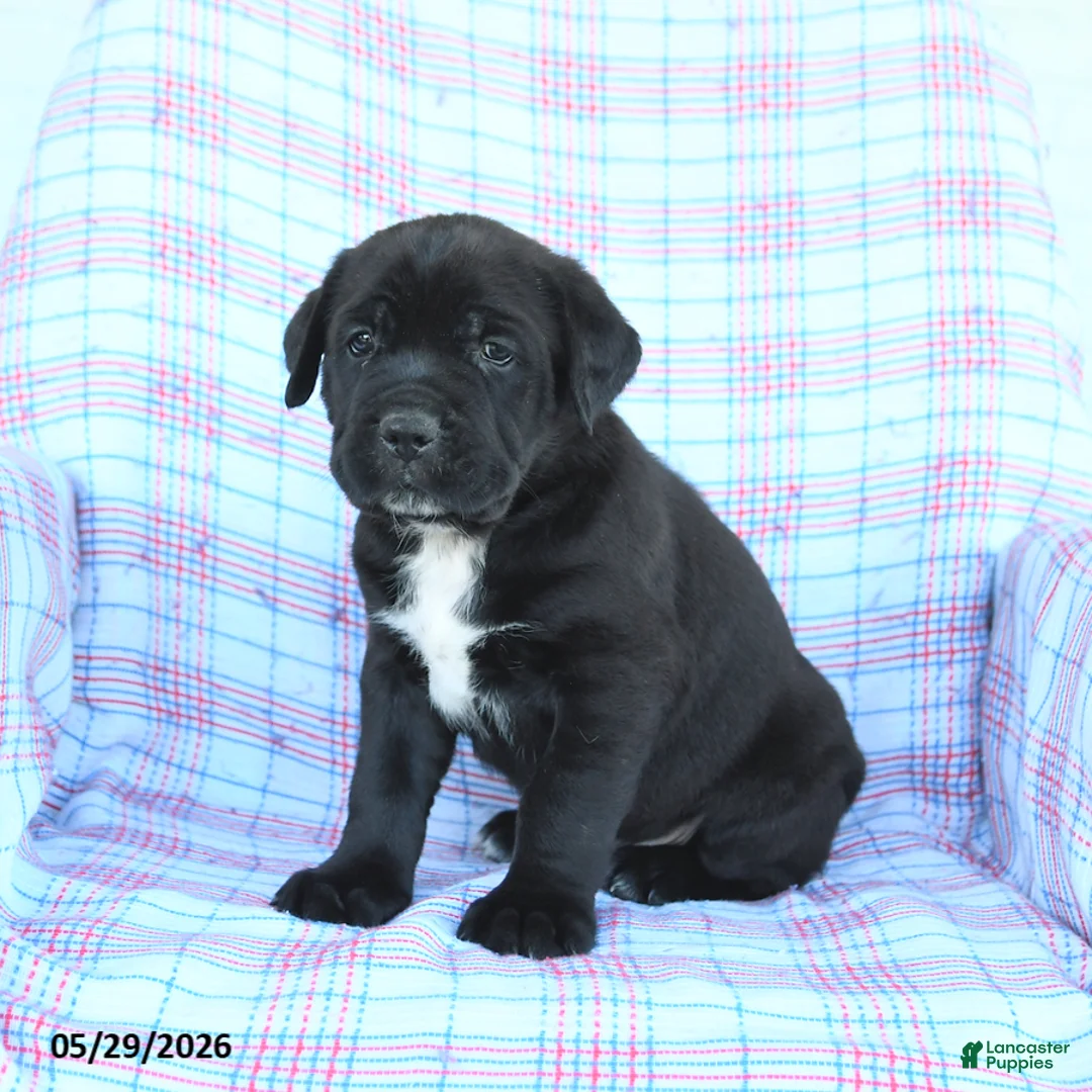 Cane Corso dogs for sale: Stanley - Ad 2