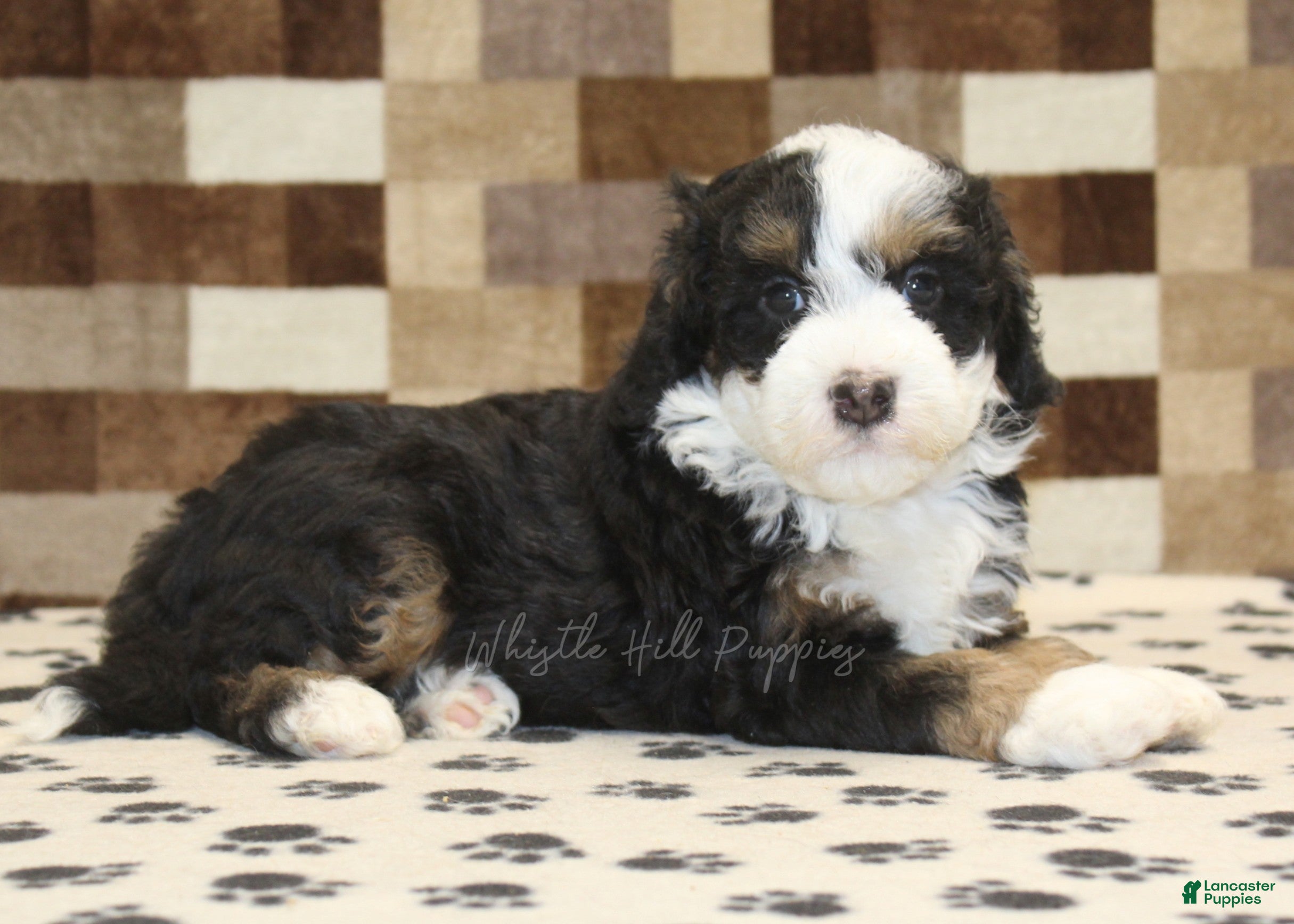 Mini Bernedoodle dogs Lenny - Ad 2