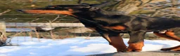 Doberman Pinscher dogs for sale: Doberman Pinscher 1 - Ad 1