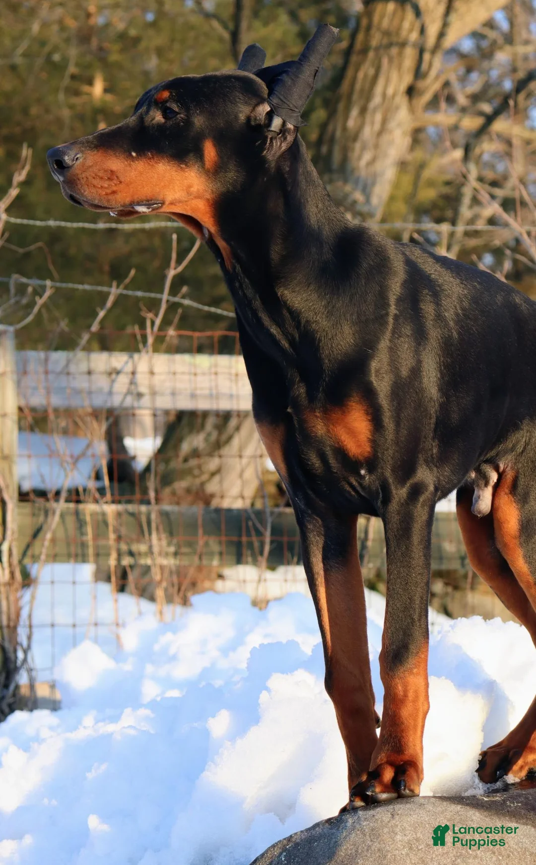 Doberman Pinscher dogs for sale: Doberman Pinscher 1 - Ad 1