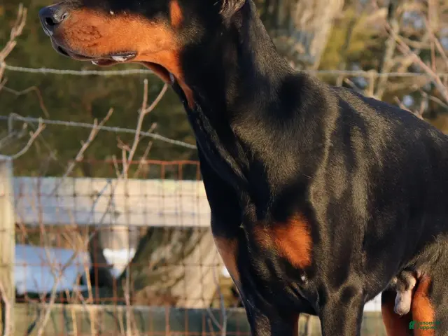 Doberman Pinscher dogs for sale: Doberman Pinscher 1 - Ad 9