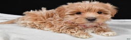 Maltipoo dogs for sale: Velvet - Ad 2