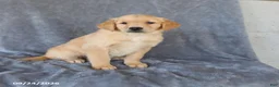Golden Retriever dogs for sale: Melody - Ad 3