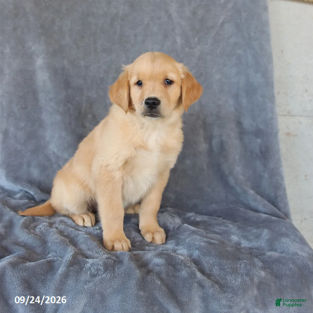 Golden Retriever dogs for sale: Melody - Ad 3
