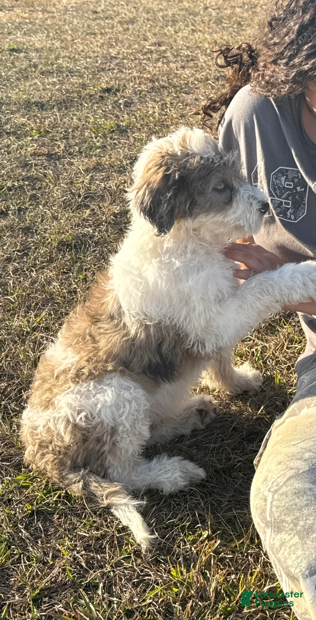 Mini Goldendoodle dogs for sale: Mini Goldendoodle Puppy 1 - Ad 2
