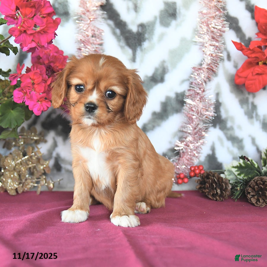 Cavalier King Charles Spaniel dogs Scamp  - Ad 39