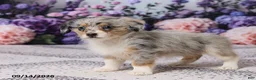 Corgipoo dogs for sale: Raina - Ad 3