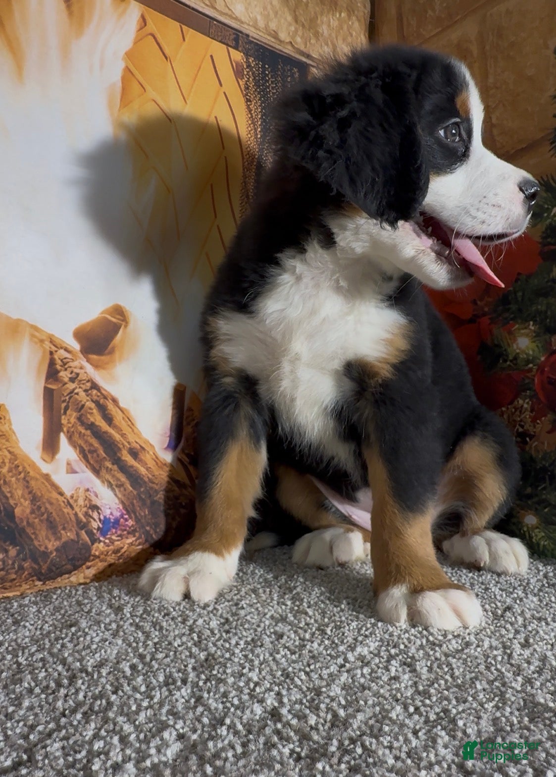 Bernese Mountain Dog dogs Haddasah  - Ad 2