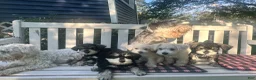 Miniature Schnauzer dogs for sale: Miniature Schnauzer 5 Gojo - Ad 12