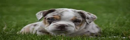 Beabull dogs for sale: Ace  - Ad 9