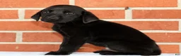 Labrador Retriever dogs for sale: Bently - Ad 9
