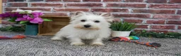 West Highland Terrier dogs for sale: Caroline - Ad 2