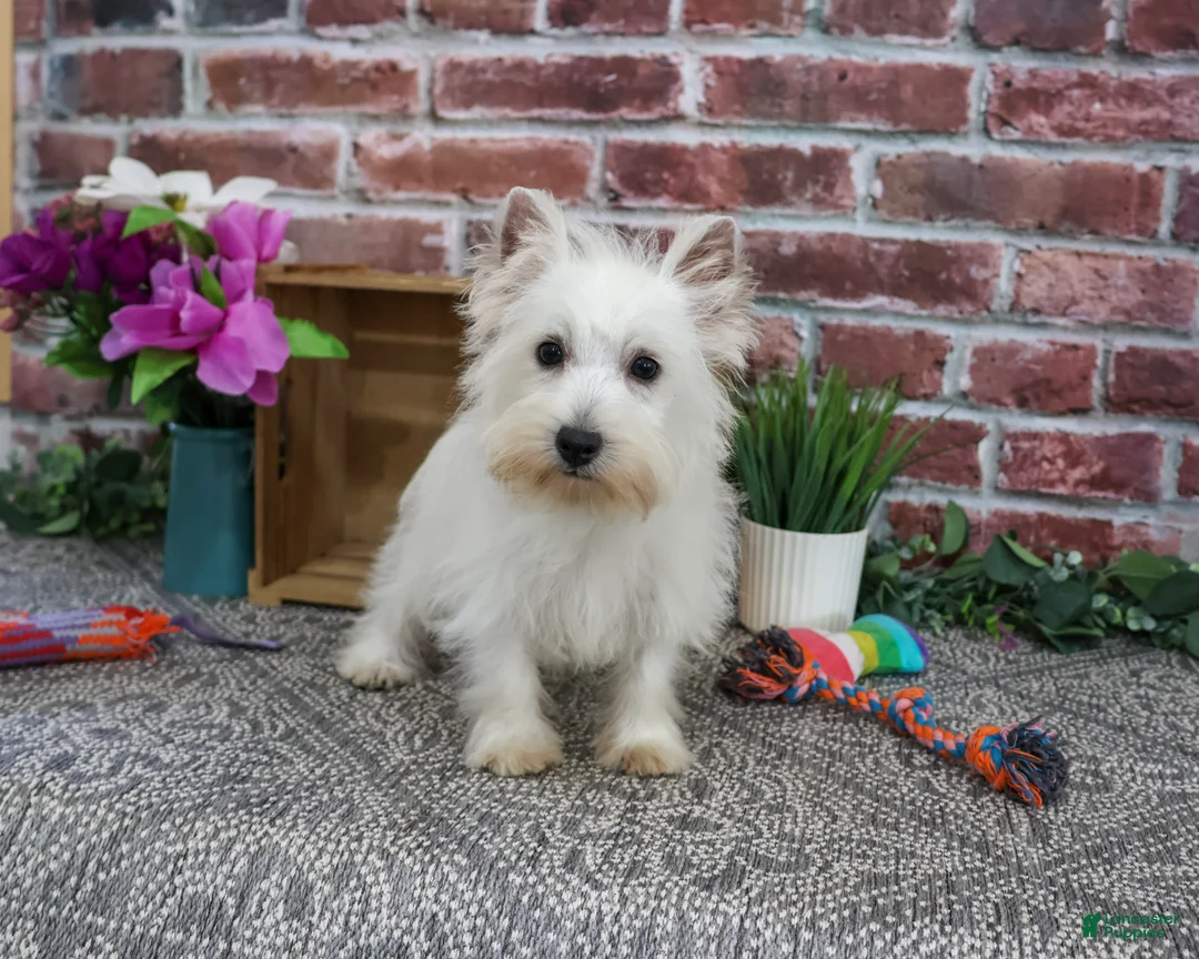 West Highland Terrier dogs for sale: Caroline - Ad 2