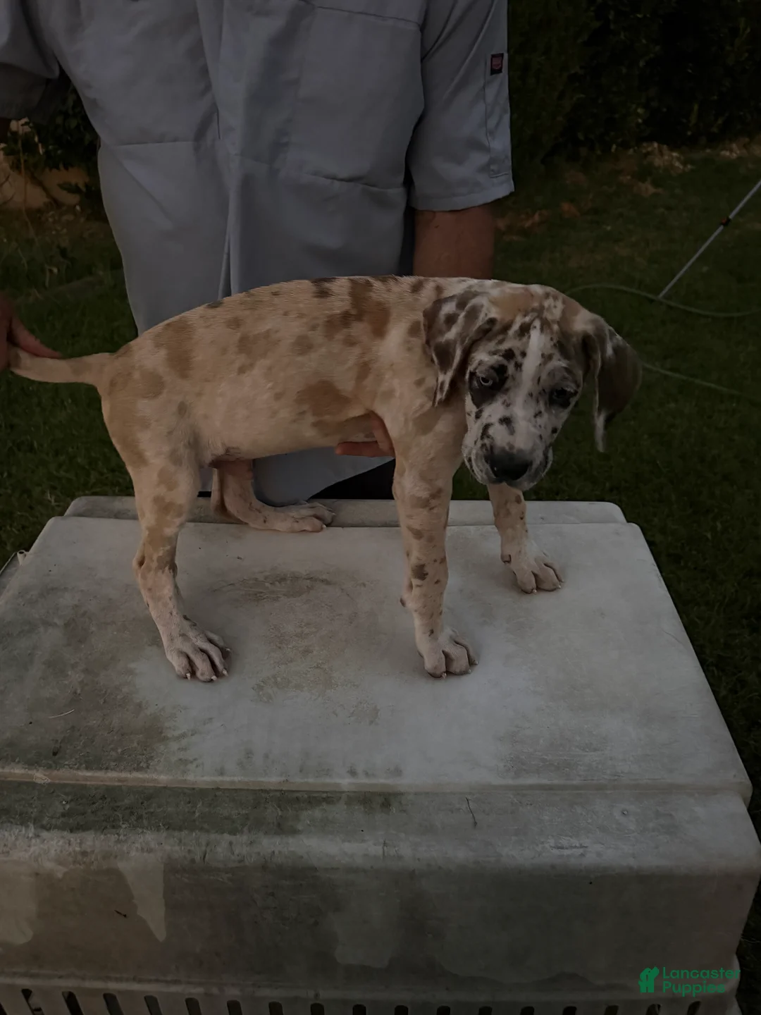 Mixed Breed dogs for sale: Harleyquin Male - Ad 2