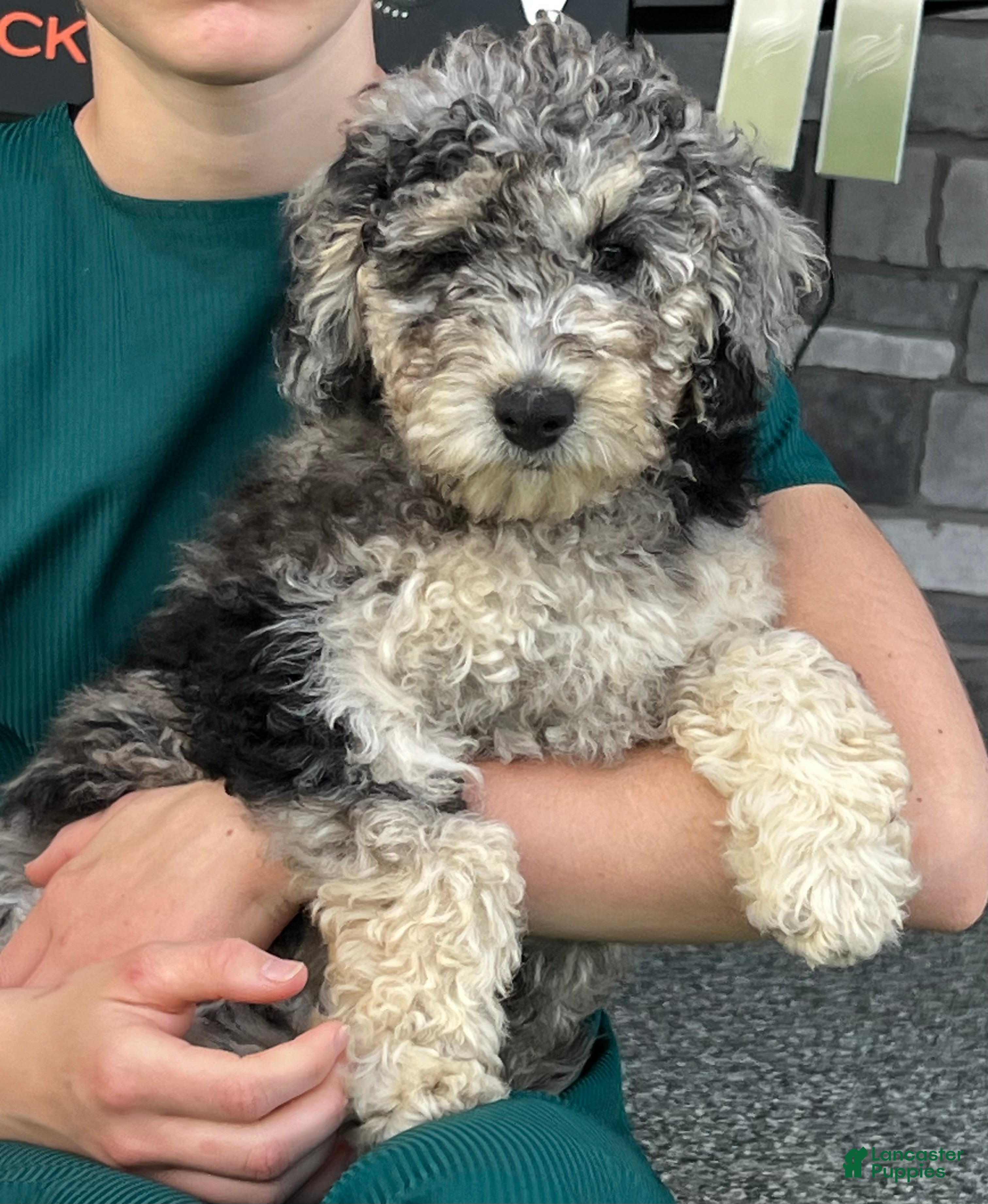 Mini Goldendoodle dogs Blossom Mini Goldendoodle Puppy  - Ad 2