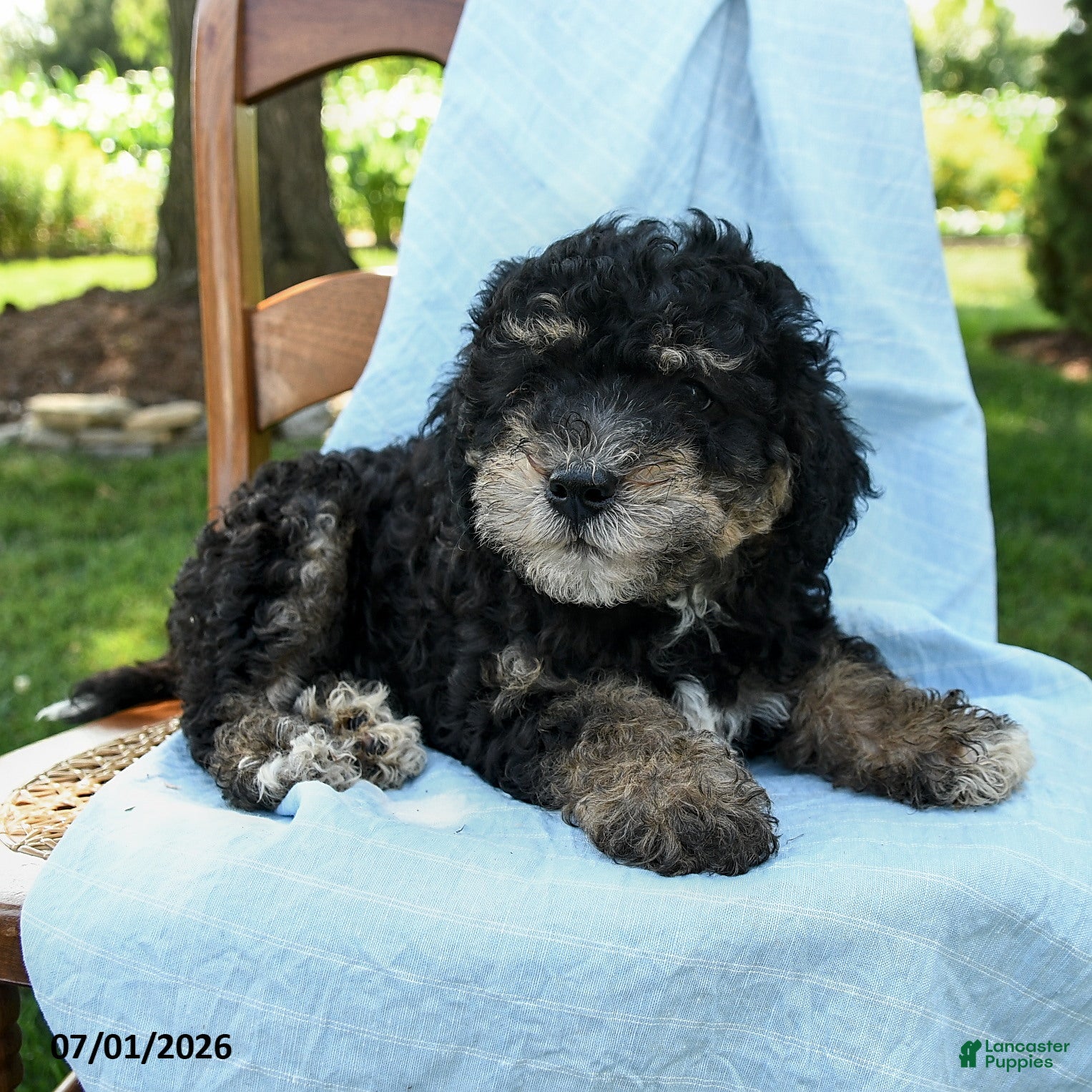 Mini Bernedoodle dogs Cleo - Ad 2