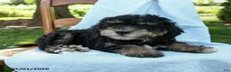 Mini Bernedoodle dogs for sale: Cleo - Ad 7
