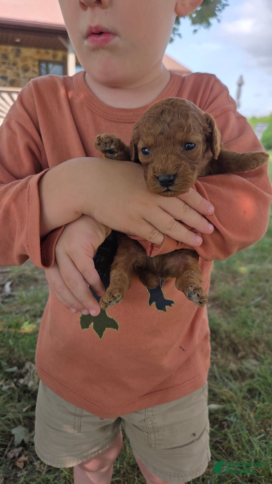 Cavapoo dogs Fletcher - Ad 2