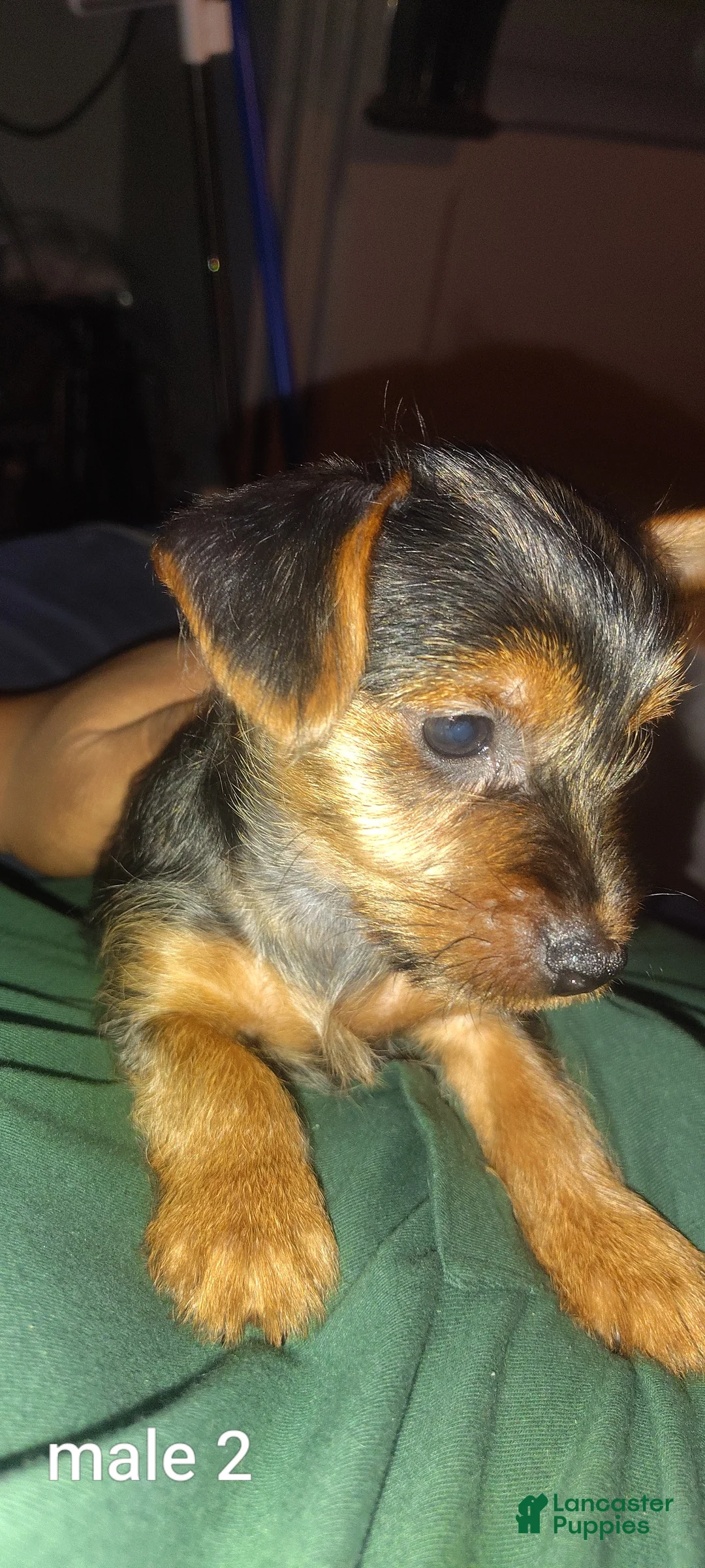 Yorkshire Terrier dogs for sale: Yorkshire Terrier 2 - Ad 1