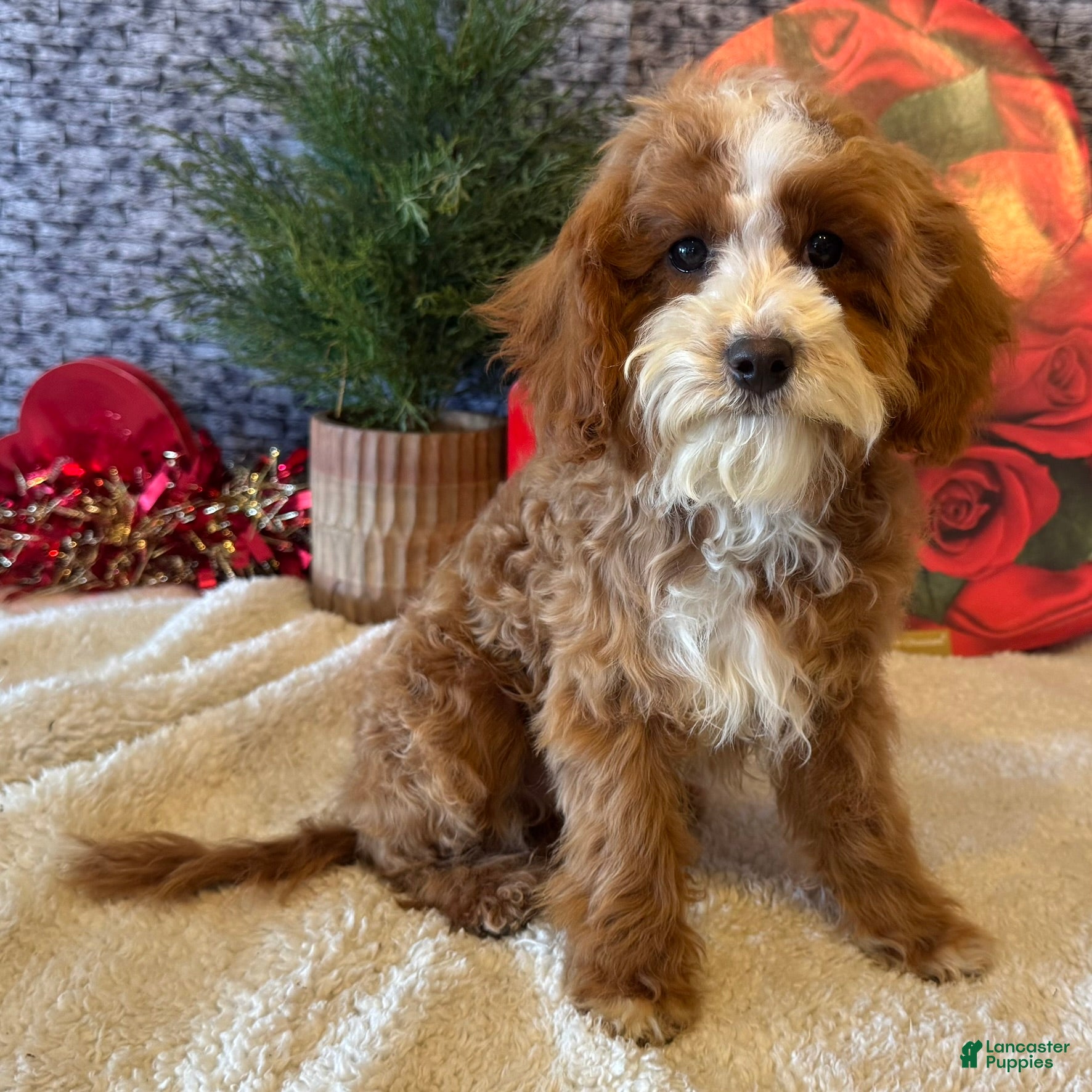 Cavapoo dogs Ned - Ad 39