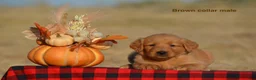 Golden Retriever dogs for sale: Karson  - Ad 1