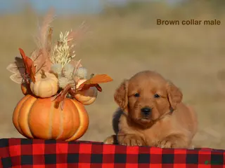 Golden Retriever dogs Karson - Ad 23