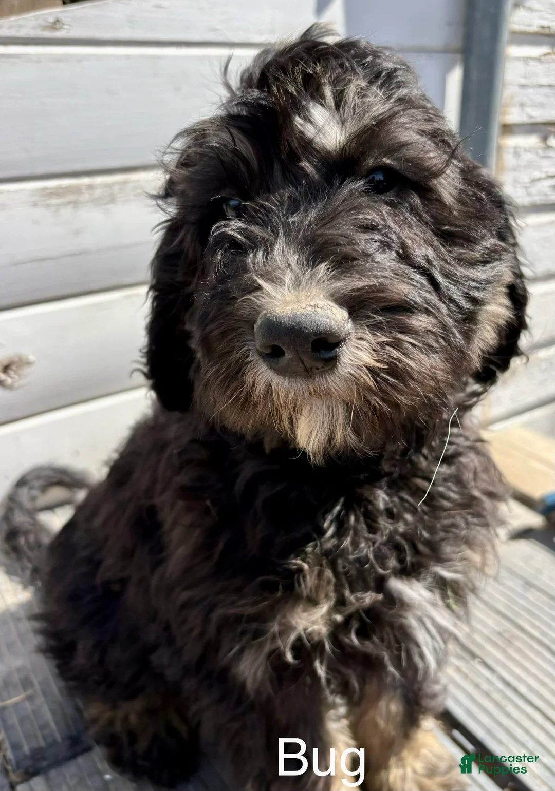 Bernedoodle dogs for sale: Bernedoodle Puppy 1 - Ad 8