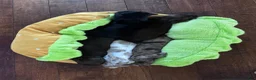 Dachshund dogs for sale: Dark Chocolate - Ad 19