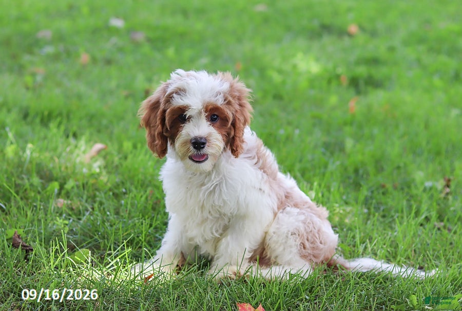 Cavapoochon dogs Cyber - Ad 2