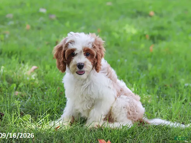 Cavapoochon dogs for sale: Cyber - Ad 2