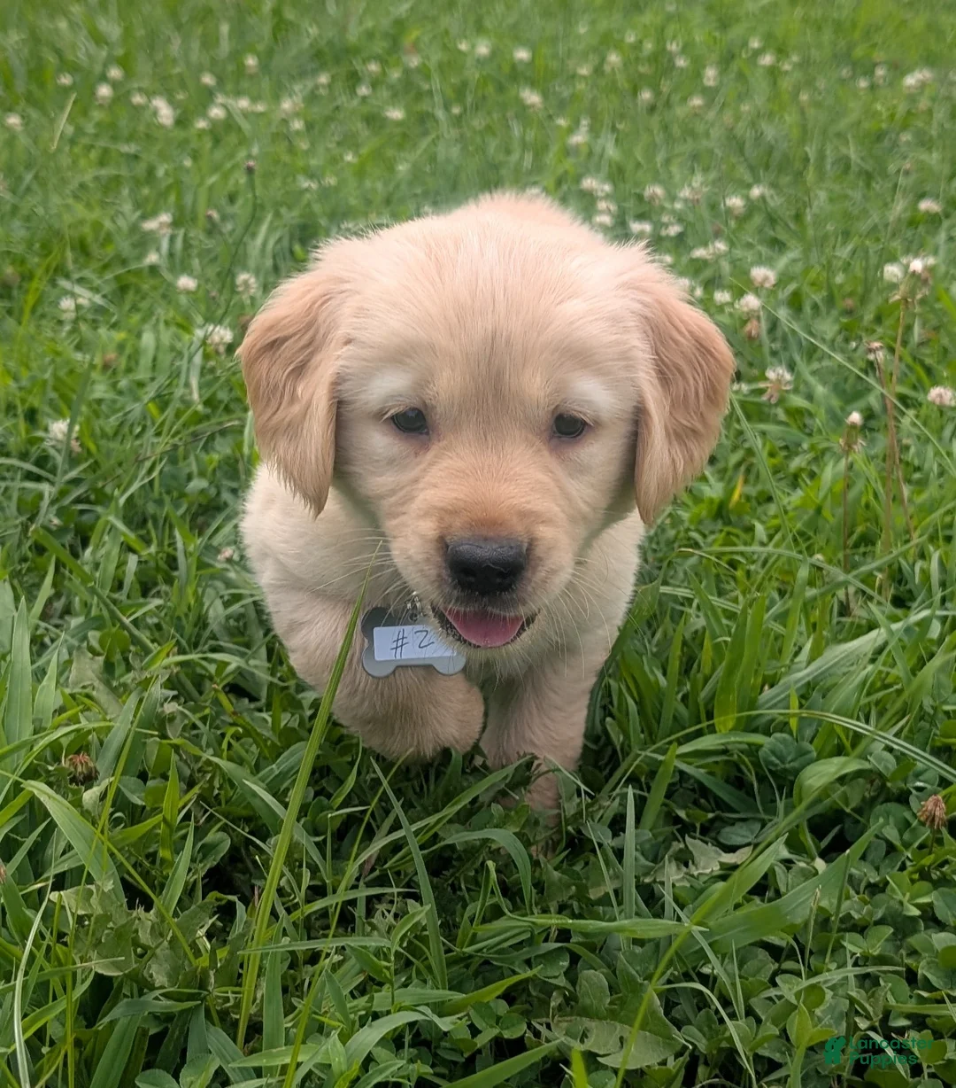 Golden Retriever dogs for sale: Daisy - Ad 2