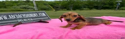 Miniature Dachshund dogs for sale: Miniature Dachshund Puppy 3 - Ad 8