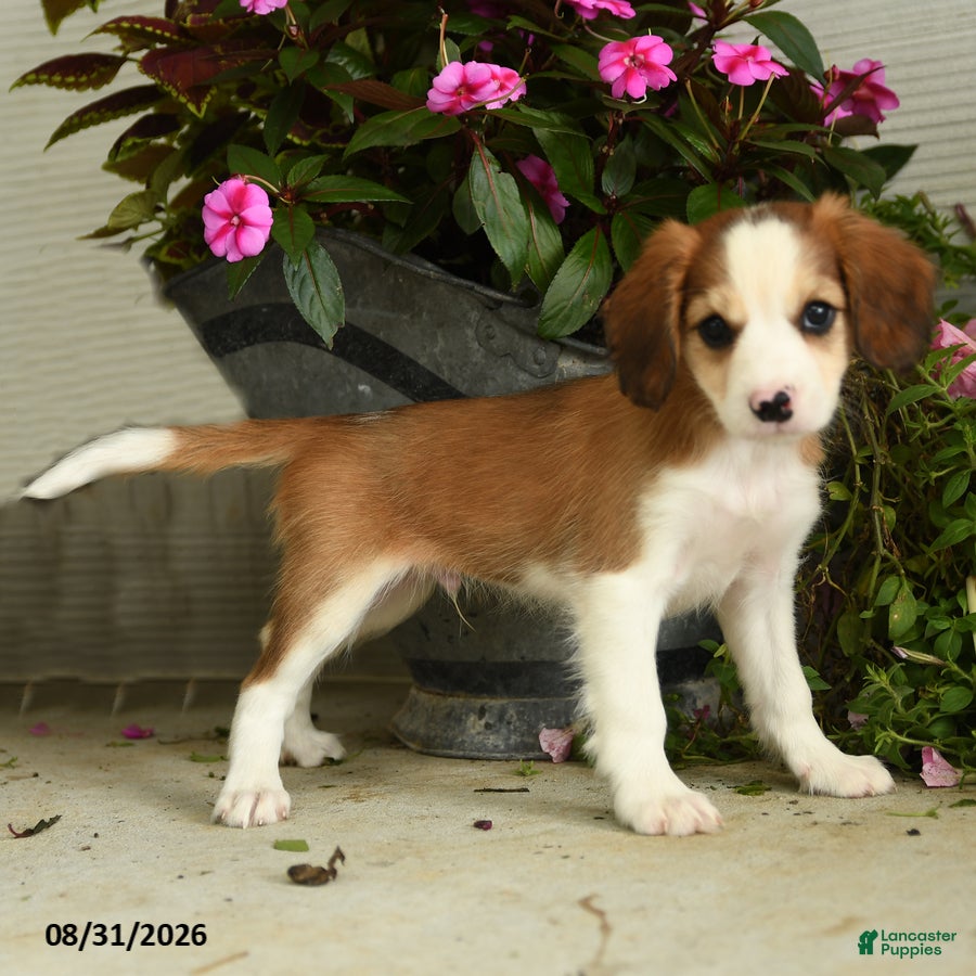 Mixed Breed dogs Ridley - Ad 2