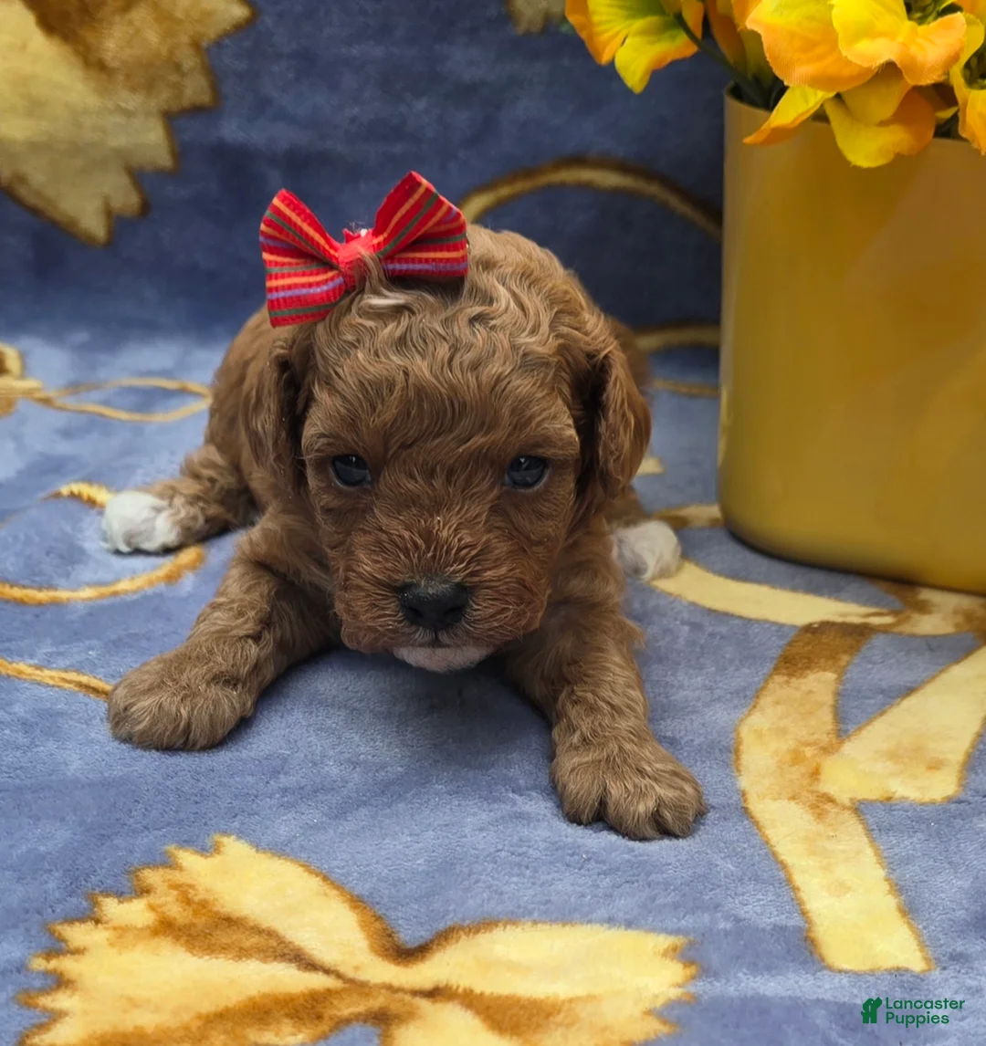 Cavapoo dogs for sale: Hibiscus  - Ad 2