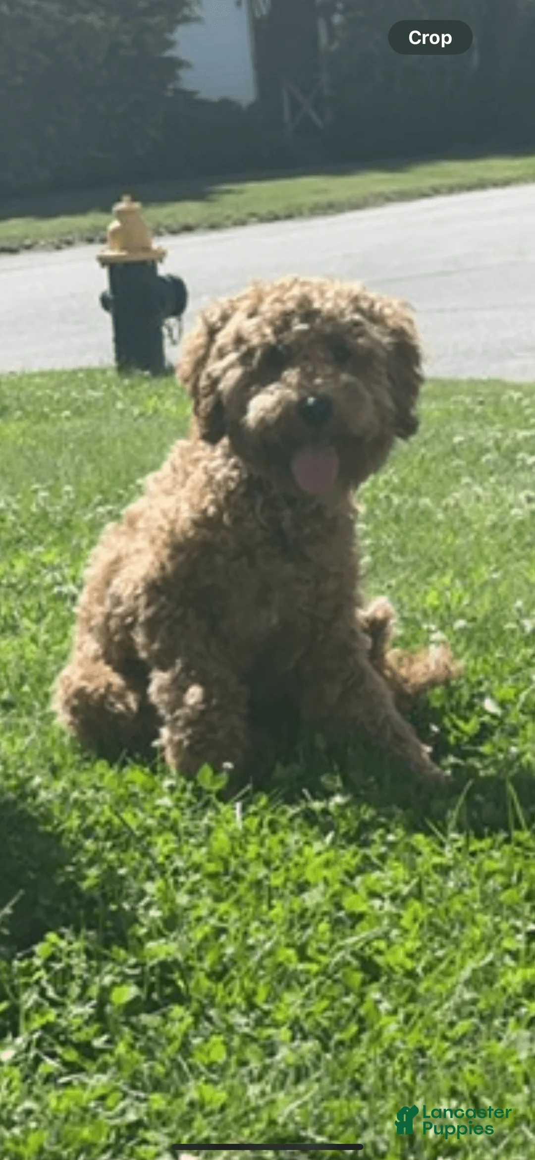 Gallery Image {{count}}