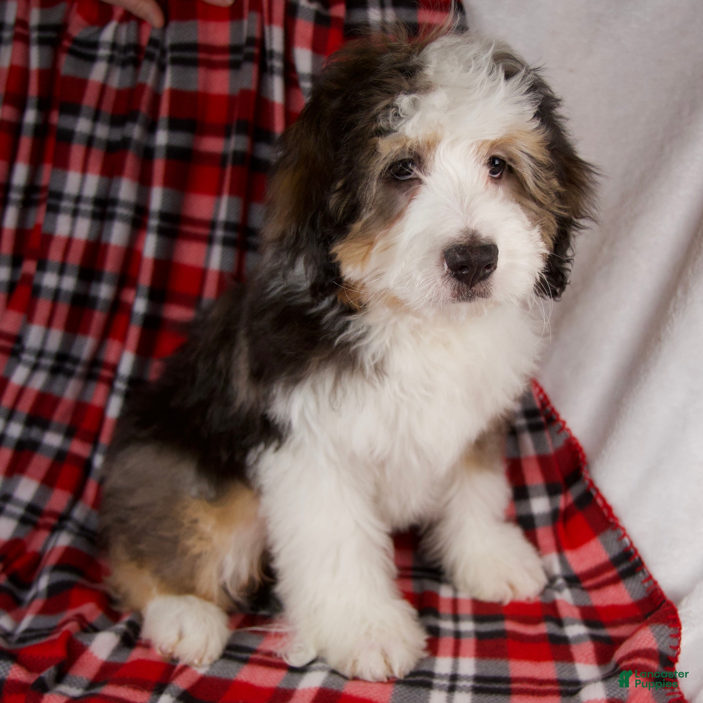 Mini Bernedoodle dogs Jolly Boy *Turf Trained* - Ad 2