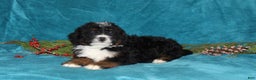 Mini Bernedoodle dogs for sale: Buster - Ad 4