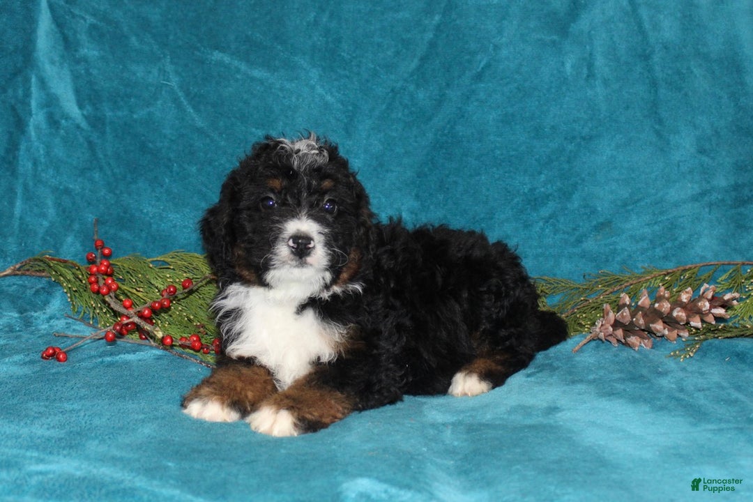 Mini Bernedoodle dogs for sale: Buster - Ad 4